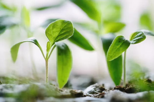 små gröna plantor. foto